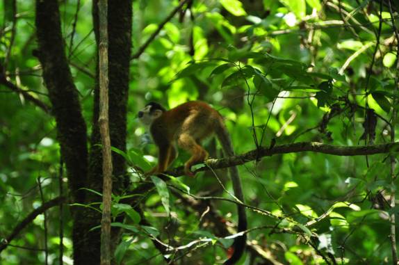 São quatro as espécies de macaco que habitam o Parque Nacional Corcovado, na Península de Osa, no sul da Costa Rica